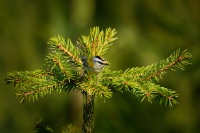 Kralicek ohnivy - Regulus ignicapilla - Firecrest o7223